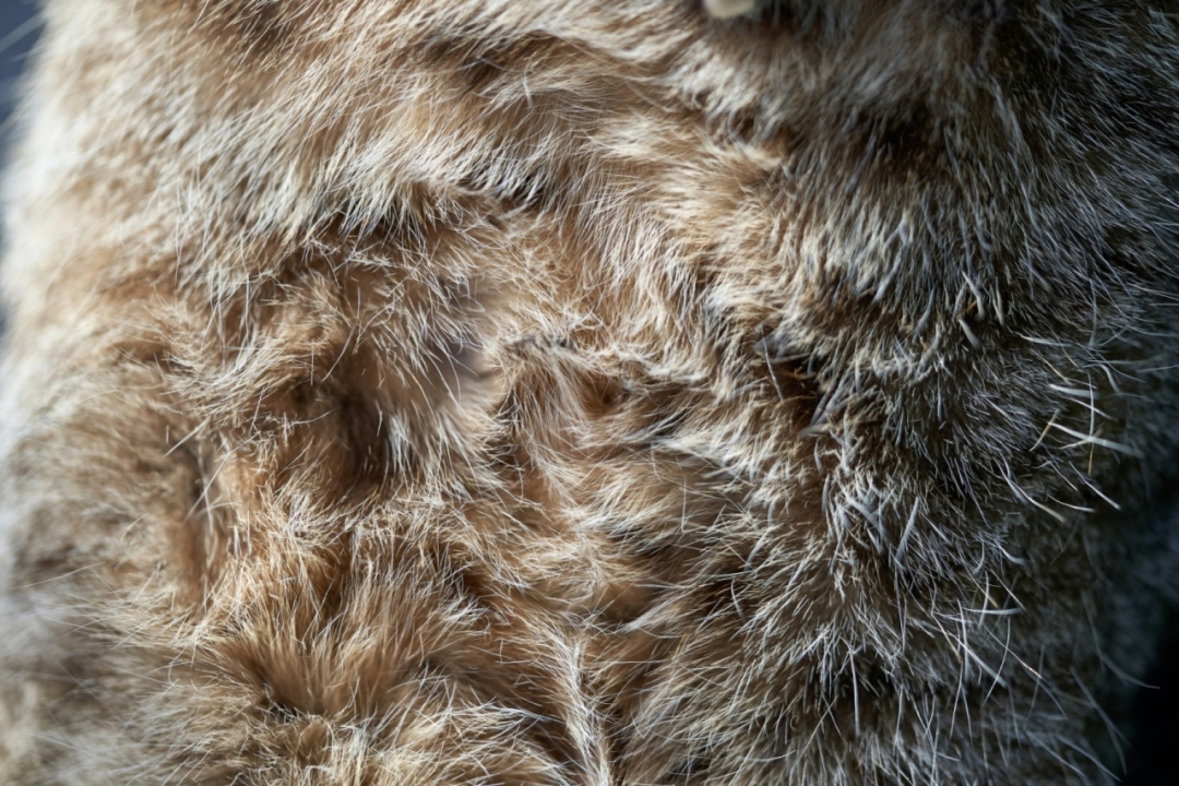 Møbelpolstring og ombetrækning med pels